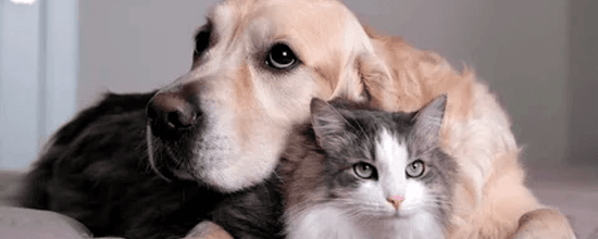 pet